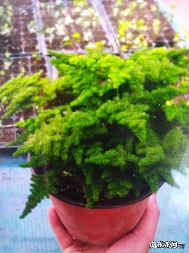 给云竹的叶片喷水,为什么叶尖黄了呢?怎么样养好矮生云竹?