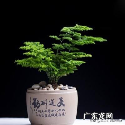 给云竹的叶片喷水，为什么叶尖黄了呢？怎么样养好矮生云竹？