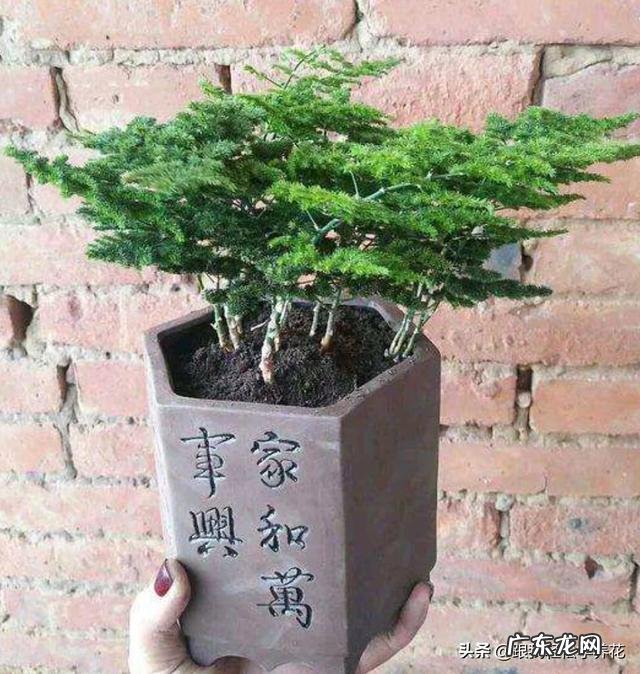 给云竹的叶片喷水，为什么叶尖黄了呢？怎么样养好矮生云竹？