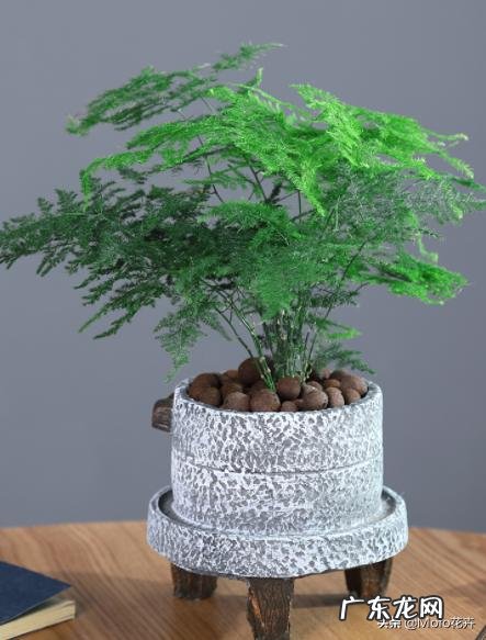 给云竹的叶片喷水,为什么叶尖黄了呢?怎么样养好矮生云竹?