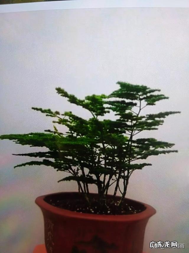 给云竹的叶片喷水,为什么叶尖黄了呢?怎么样养好矮生云竹?