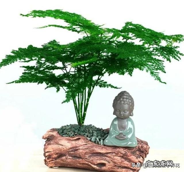 给云竹的叶片喷水，为什么叶尖黄了呢？怎么样养好矮生云竹？