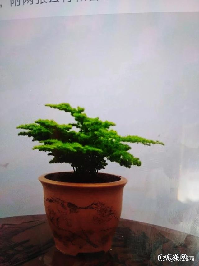 给云竹的叶片喷水,为什么叶尖黄了呢?怎么样养好矮生云竹?