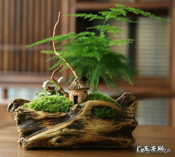 给云竹的叶片喷水，为什么叶尖黄了呢？怎么样养好矮生云竹？