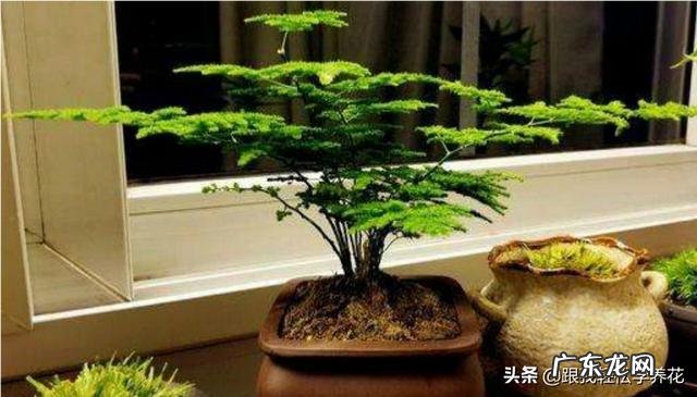 给云竹的叶片喷水，为什么叶尖黄了呢？怎么样养好矮生云竹？