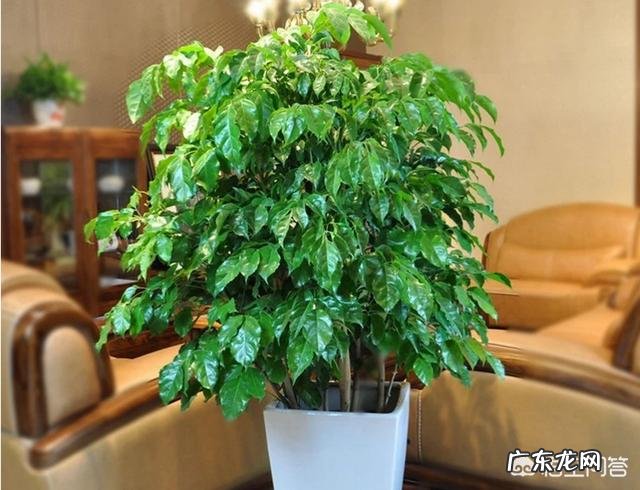 绿宝和幸福树有什么区别？