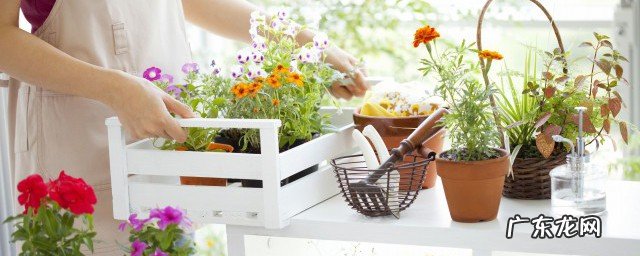 适合室内养的花