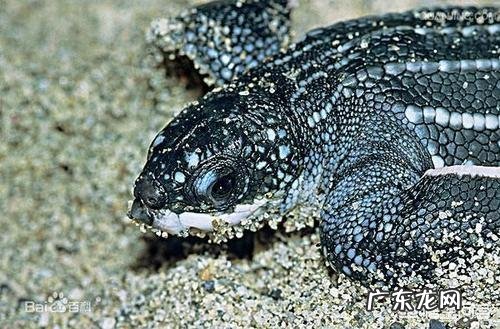 世界上最大的龟是什么龟？