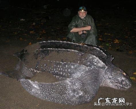 世界上最大的龟是什么龟?