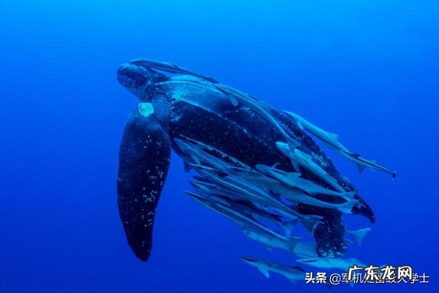 世界上最大的龟是什么龟?