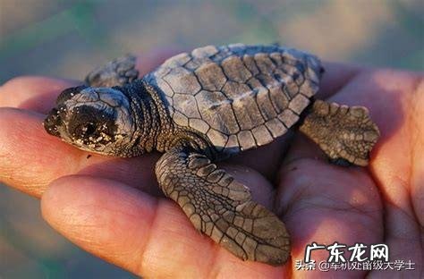 世界上最大的龟是什么龟?