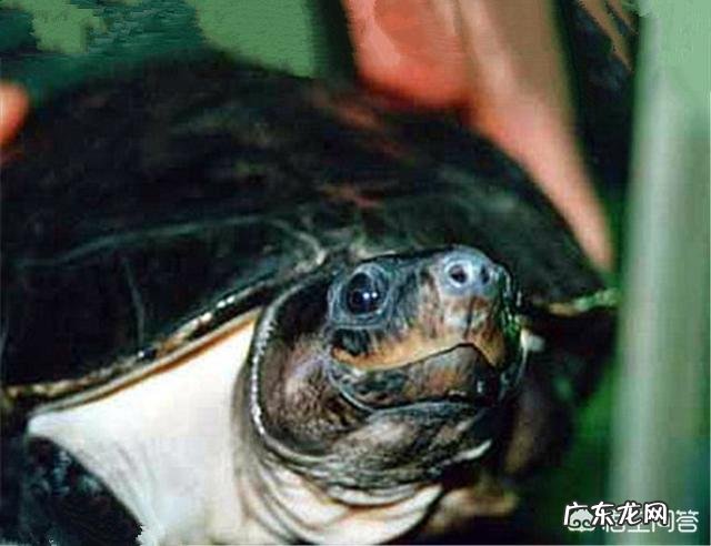 世界上最大的龟是什么龟?