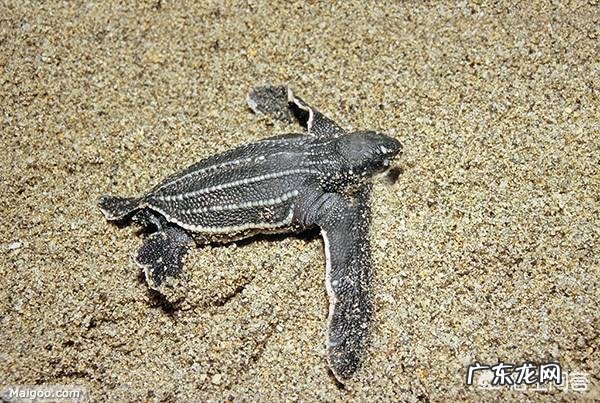 世界上最大的龟是什么龟?