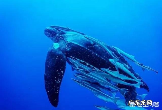 世界上最大的龟是什么龟？