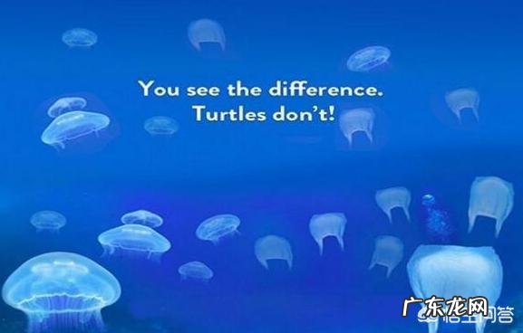 世界上最大的龟是什么龟？