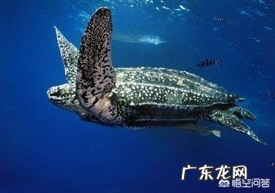 世界上最大的龟是什么龟？