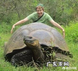 世界上最大的龟是什么龟?