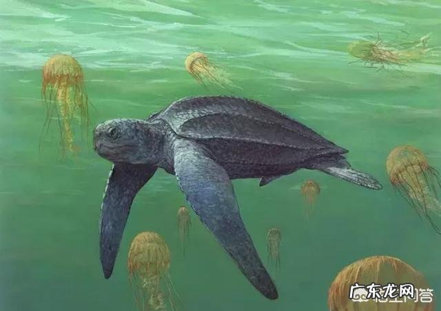 世界上最大的龟是什么龟？