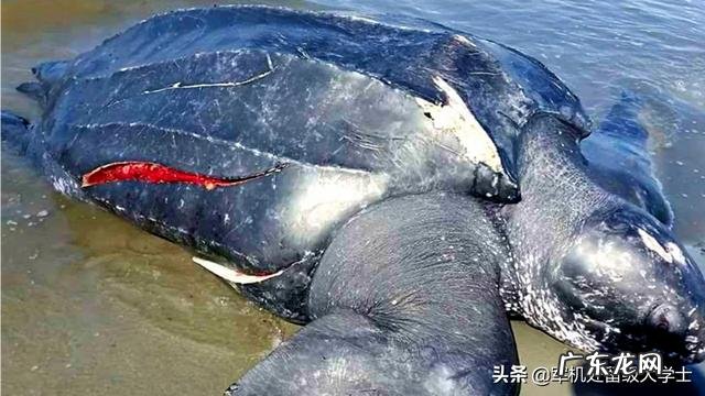 世界上最大的龟是什么龟?