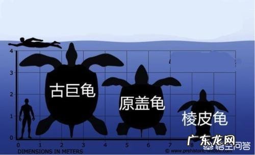 世界上最大的龟是什么龟？