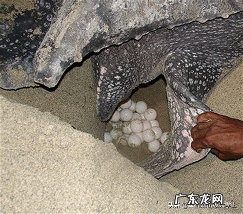 世界上最大的龟是什么龟?