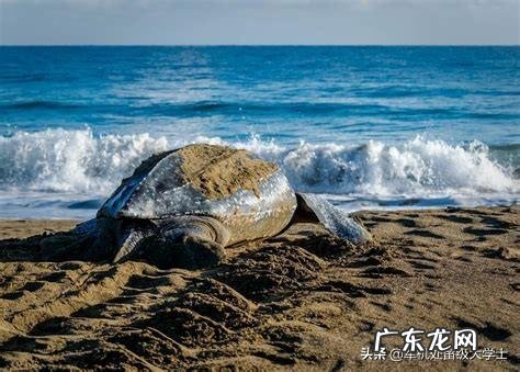 世界上最大的龟是什么龟?