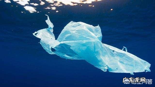 世界上最大的龟是什么龟？