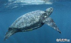 世界上最大的龟是什么龟？