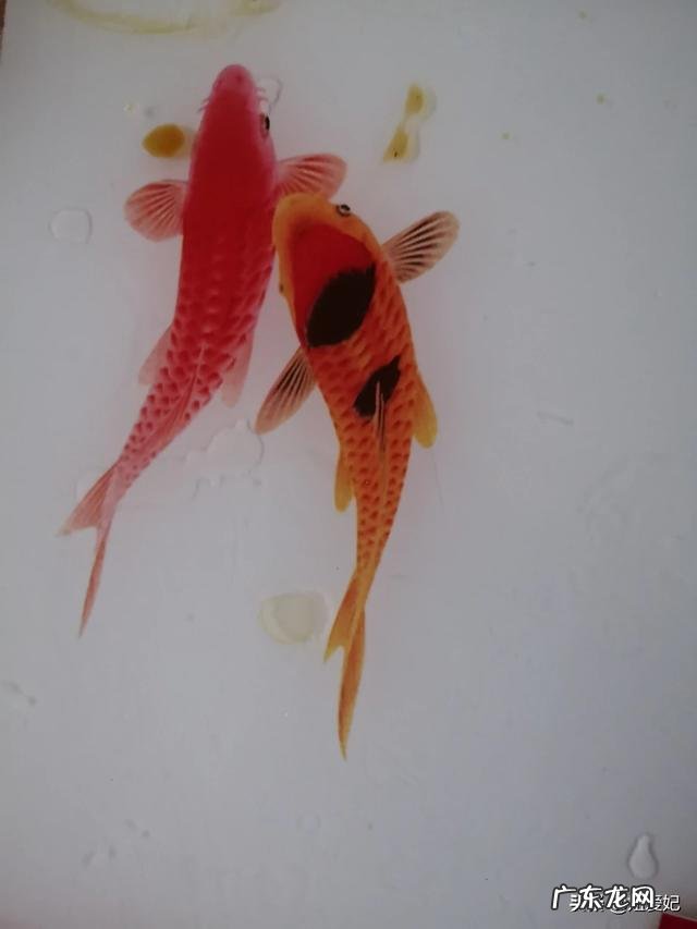 怎么样才能让富婆爱上我?