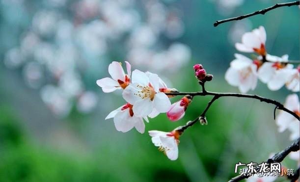 为什么赞美春天的诗句这么多?你能说出几首赞美春的的诗词来?