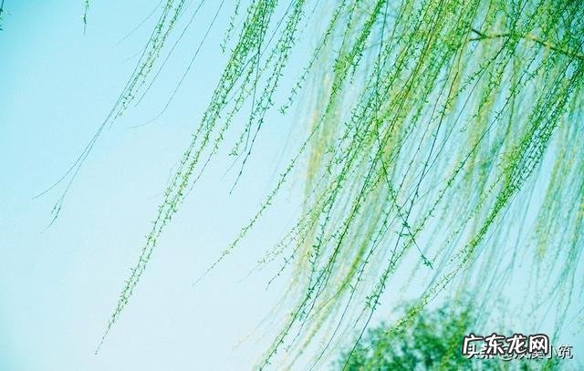 为什么赞美春天的诗句这么多?你能说出几首赞美春的的诗词来?