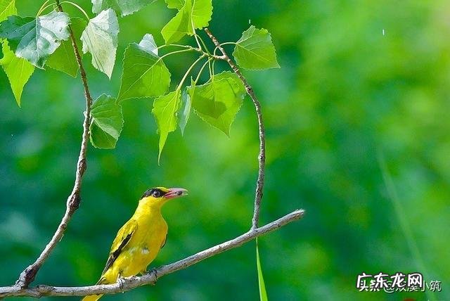 为什么赞美春天的诗句这么多?你能说出几首赞美春的的诗词来?