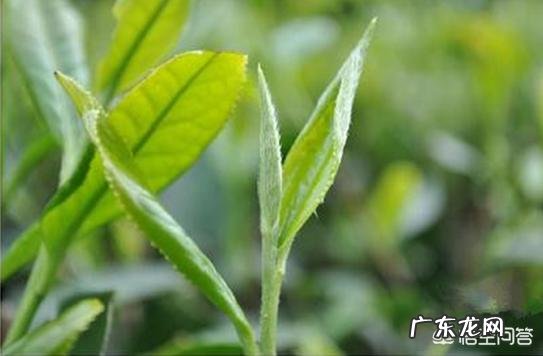 白茶中的白毫有什么作用?