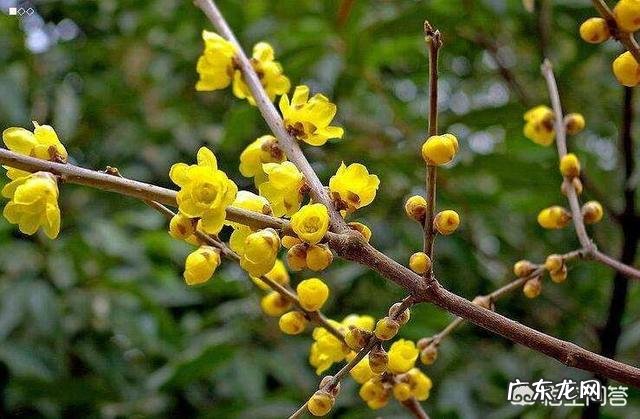 腊梅树的花什么时候开花?