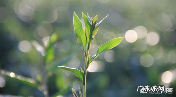 春天多吃哪些菜，可以养生？