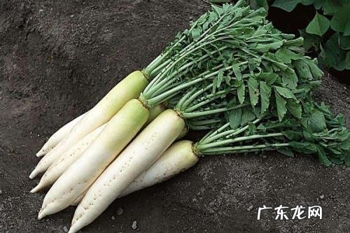 春天多吃哪些菜,可以养生?