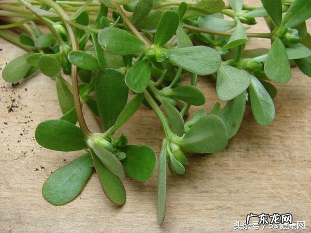 春天多吃哪些菜，可以养生？