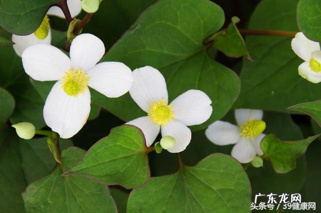 春天多吃哪些菜，可以养生？