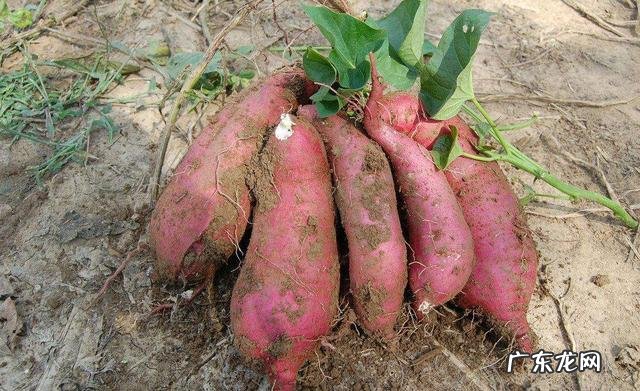 春天多吃哪些菜,可以养生?