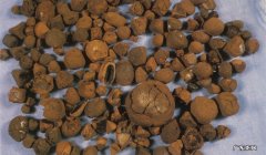 牛黄是什么东西