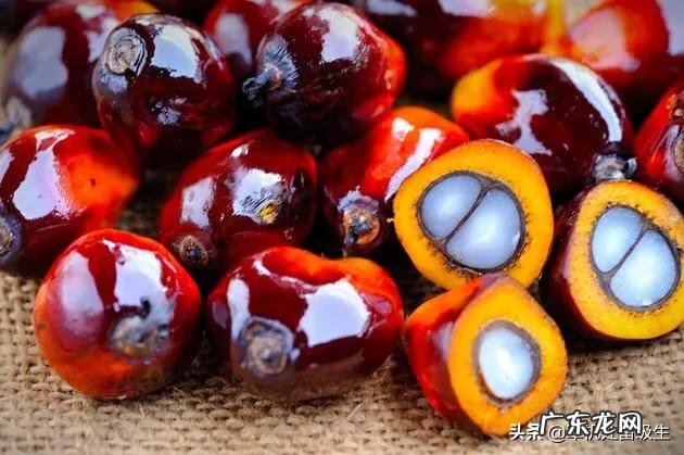 棕榈油是什么油，长期食用有危害吗？