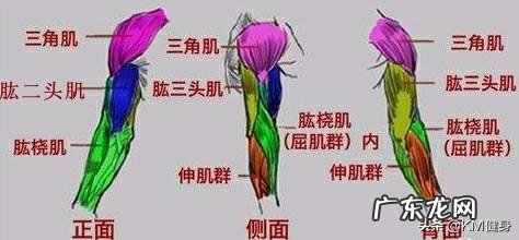 如何把手臂练粗壮,像美队那样?