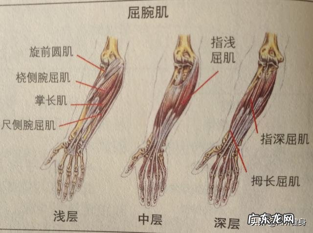 如何把手臂练粗壮,像美队那样?