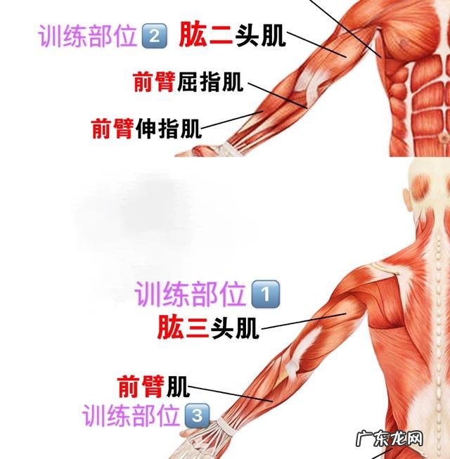 如何把手臂练粗壮，像美队那样？