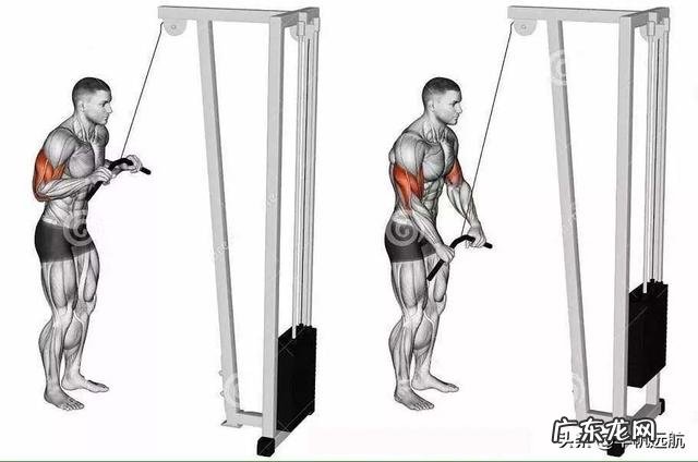 如何把手臂练粗壮，像美队那样？