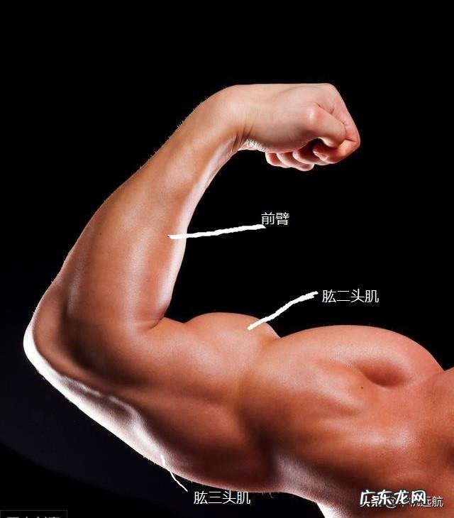 如何把手臂练粗壮，像美队那样？