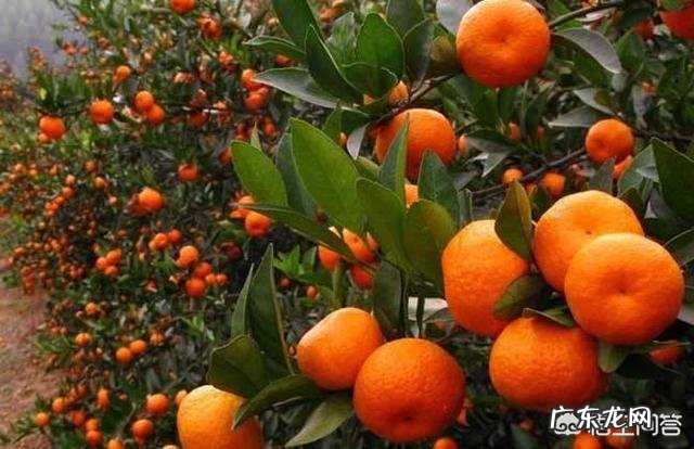 如何吃水果减肥?