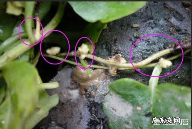 名叫“藤三七”的植物有什么功效和作用？