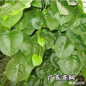 名叫“藤三七”的植物有什么功效和作用？