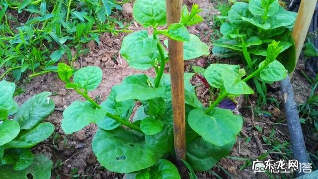 名叫“藤三七”的植物有什么功效和作用?